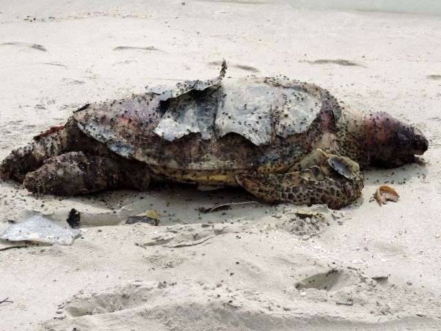 Eine Riesenschildkröte wird  an unseren Strand gespühlt.